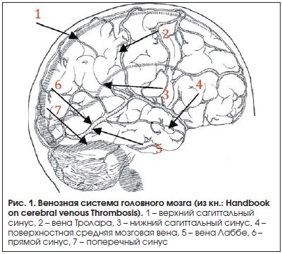 Рис. 1. Венозная система головного мозга (из кн.: Handbook on cerebral venous Thrombosis).