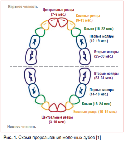 Рис. 1. Схема прорезывания молочных зубов [1]
