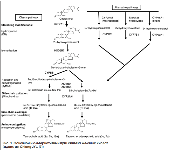 Рис. 1. Основной и альтернативный пути синтеза желчных кислот (адапт. из: Chiang JYL. [7])