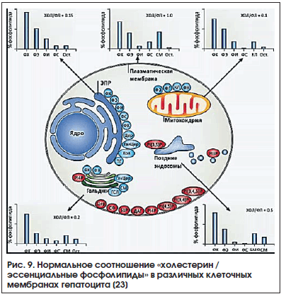 Рис. 9. Нормальное соотношение «холестерин / эссенциальные фосфолипиды» в различных клеточных мембранах гепатоцита [23]